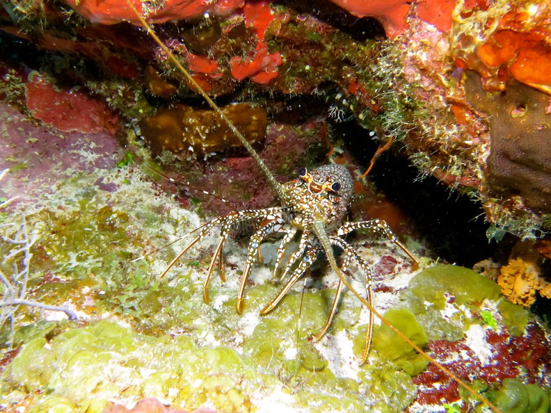 6 Spotted Lobster IMG_3092.jpg